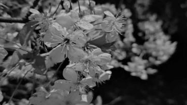 445741040 1006919621436614 8812778195944193487 N