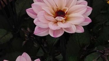 445794245 1008013364660573 1504519529074597657 N