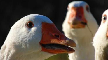 461947281 1106105638184678 3418772040726048252 N