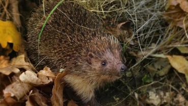 472561162 1185465206915387 711733999083795478 N