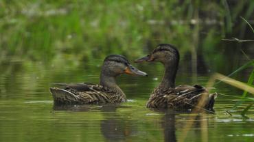 459571200 1087145423414033 470405751767700003 N