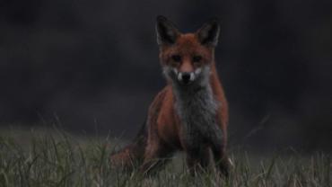 465071471 1129290122532896 2679725472452074530 N