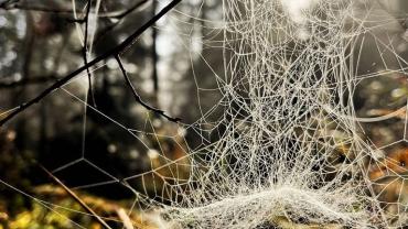 469578899 1161379462657295 8891987542346457837 N