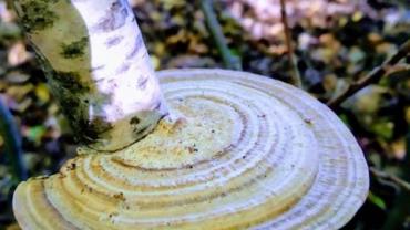 73541657 532260900686639 4966352151304470528 N