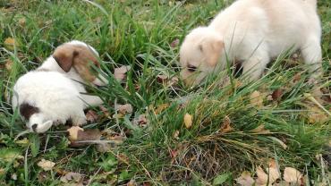 74531740 876202002775393 1629449543437254656 N