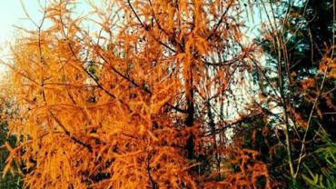 76776519 2425084047810722 671058781387358208 N